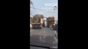 Food truck dla słonia – [film]